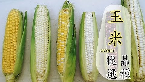 【冬】玉米如何挑選才好吃 │台灣好食曆 - 天天要聞