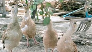 Dakhni Teetar chicks | dakhni Teetar