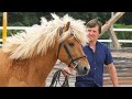 Породы лошадей: забайкальская кучерявая лошадь #ИППОсфера 2021