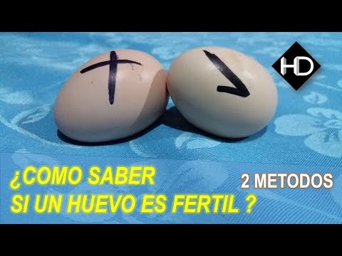 Video: ¿Qué huevos de gallina son fértiles?