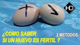 2 Formas de Saber si un Huevo es Fertil - Sencillo HD