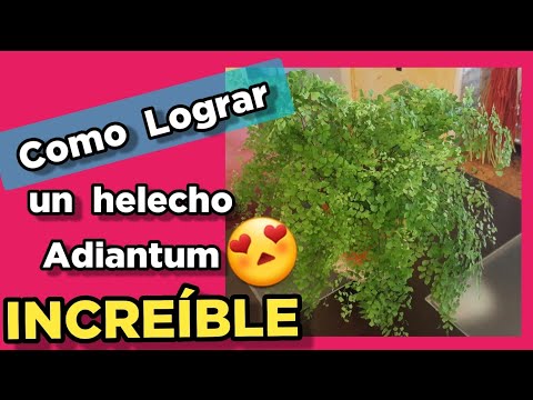 🔥 DISCOVER the care of the Adiantum Fern ❤️ maidenhair IRRIGATION, frequent PROBLEMS, FERTILIZER ...