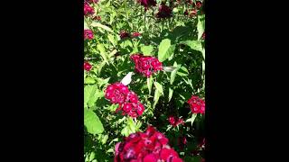 Butterflies are on carnation flowers. Бабочки на цветах гвоздике. Resimi