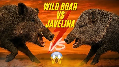 Wild Javelina vs Feral Hog | What’s the Difference?