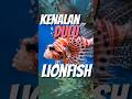 ikan singa???🤨#animals