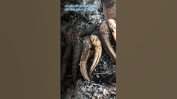 Mồi bén cá lóc nướng ngày mưa gió  Clip food with grilled snakehead fish tại Farm