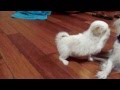 Cute Japan Chin puppy gets 'angry' at his mom の動画、YouTube動画。