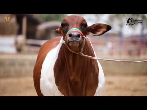 Video 3 | SUFI CATTLE FARM 2018 | 2019 ||Karachi Cow Mandi || Pakistan Cattle Farms