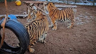 Как Тигренок Без Хвоста Знакомился С Вольером