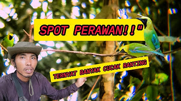 "Gila! Belum Pernah Ada yang Mikat di Spot Ini — Hasilnya Bikin Merinding!" #mikatburung