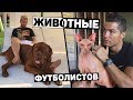 СОБАКА МЕССИ ИЛИ КОШКА РОНАЛДУ? Каких животных любят футболисты. Футбольный топ @120 ЯРДОВ