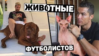 СОБАКА МЕССИ ИЛИ КОШКА РОНАЛДУ? Каких животных любят футболисты. Футбольный топ @user-ov9ve4hg8p