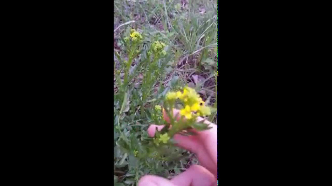 Wild mustard |  edible plants