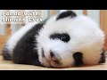 Cuteness Alert! A Close-up Of Panda With Shining Eyes! | iPanda