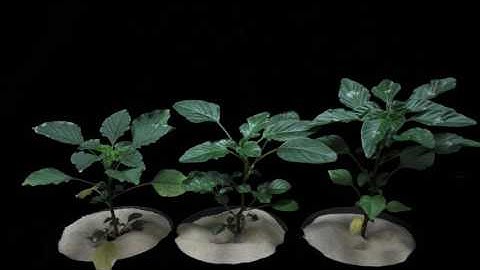 glyphosate (SOA 9) on 3 different Palmer amaranth populations collected in Ohio angle 2