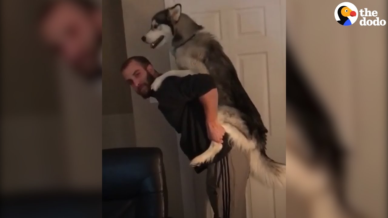 Husky Can T Get Enough Piggyback Rides Youtube