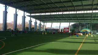 Kanna Snooker Round2 50Cm Class Japan Open Agility 2019 In Yame