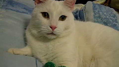 Watch the video about Introducing Jupiter the Cat! I never did!