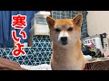 少し肌寒い日はくっついて寝ようとする柴犬