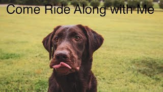 Taking a Chocolate Lab for a ride in a Polaris Ranger, Funny Dog Videos