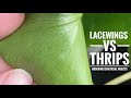 GREEN LACEWINGS VS THRIPS | Ordering Beneficial Insects | Finding Thrips on House Plants