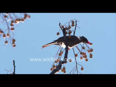 Videó: Syzygium Maláj