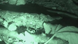 Synchronous Fireflies bring in thousands to East Tennessee