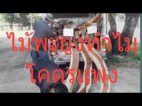 ไม้พะยูงทำไม โคตร แพง