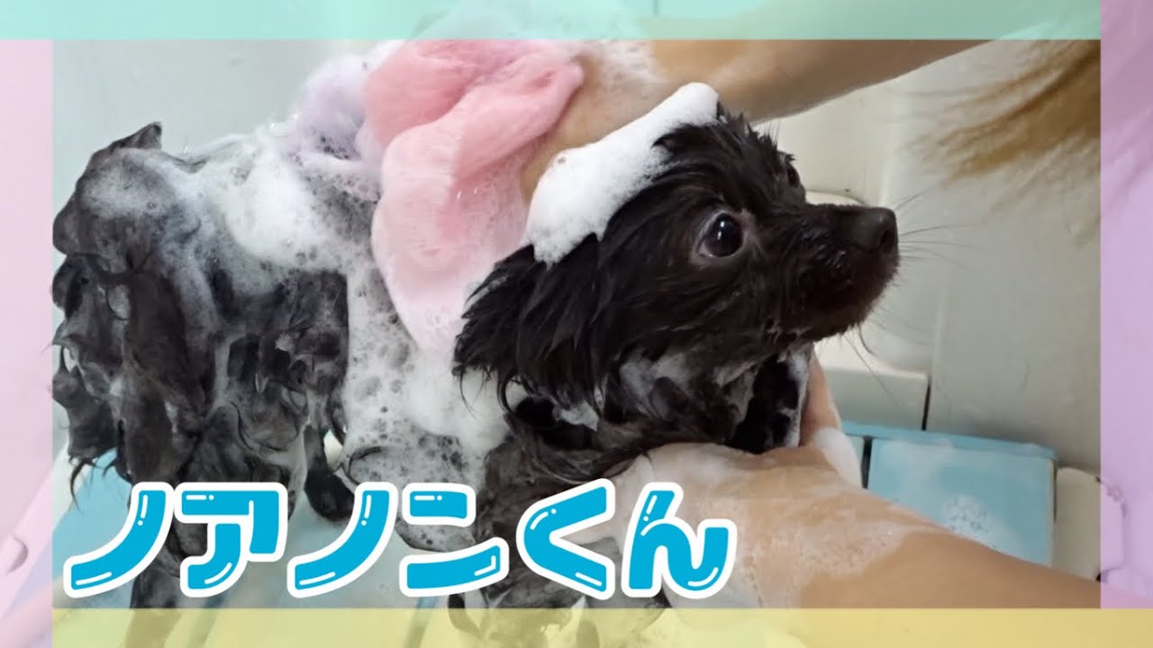 ノアノンくん（ポメ）のシャンプーの様子【大阪市旭区高殿ペットケアサロンAnneve】