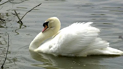 All You Need to Know About Mute Swans in Ohio - DayDayNews