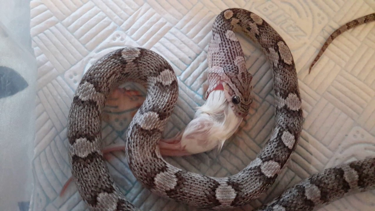 camera iphone 8 plus apk Feeding small mouse to my 13 month old corn snake Anery (bleeding mouse - real constrictor attack)