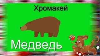 39. Футаж на хромакее. Бурый медведь. Футаж для создания видео