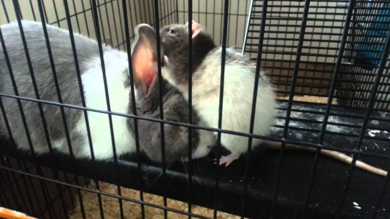 A Rat Petting Grooming And Cuddling A Rabbit Youtube