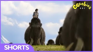 CBeebies: Andy's Prehistoric Adventures - Woolly Mammoth Tusk