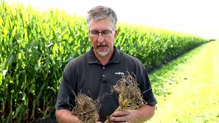 Corn Rootworm Management