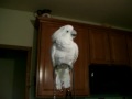 Youtube Thumbnail COCKATOO VALENTINE DANCES TO  A DAVID HANNERS SONG AND PEELS MY FINGERS BACK FOR A TREAT!