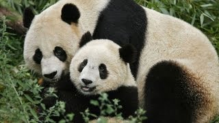 Giant Panda Genome Reveals Human Toll on Species