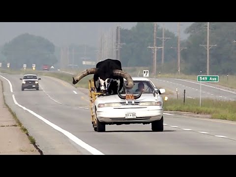 Огромного быка-ватуси на переднем сиденье автомобиля перевез житель американской Небраски