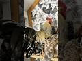 5 Eggs in Winter?! Two New Layers 🐔🥚 | Nightly Chicken Check
