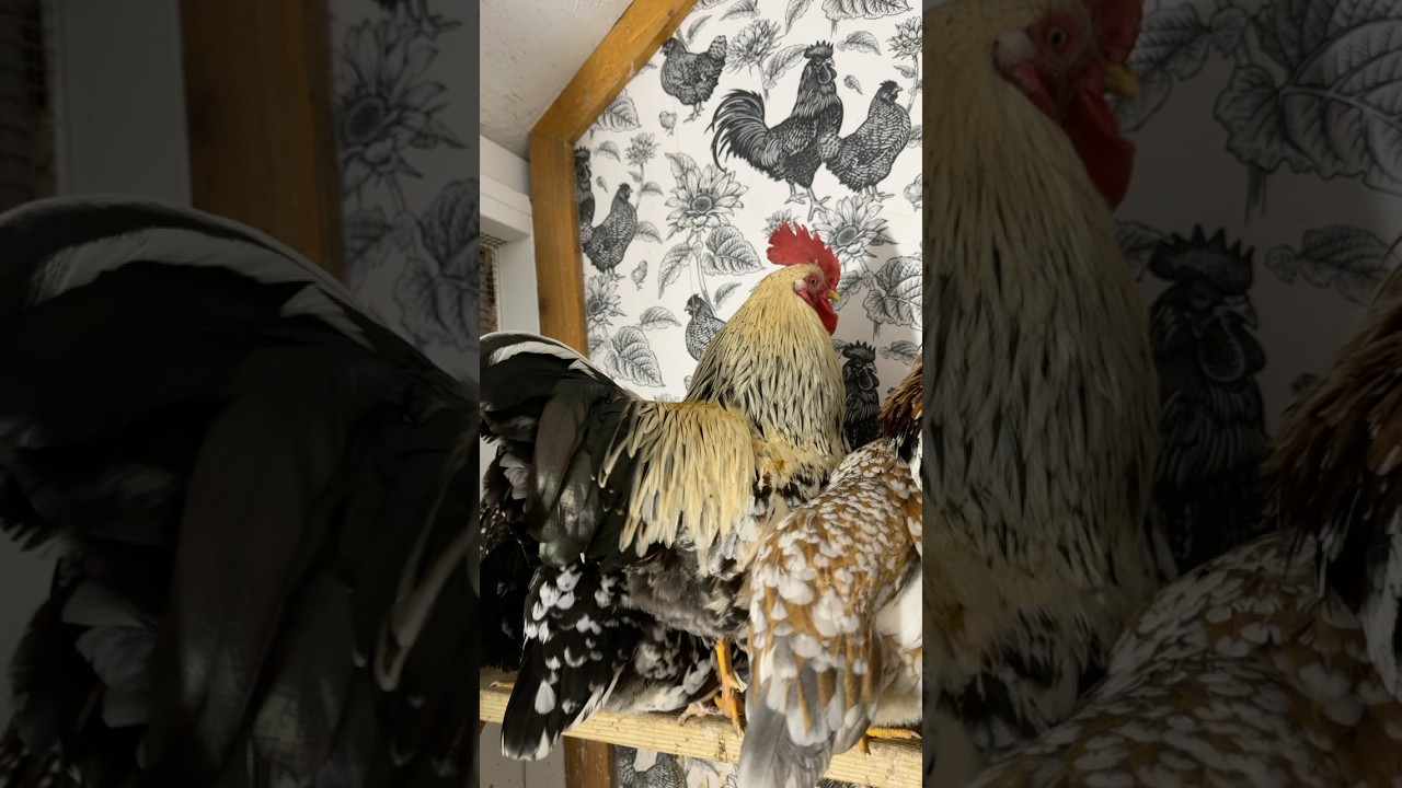 5 яиц зимой?! Две новые несушки 🐔🥚 | Ежевечерняя проверка кур