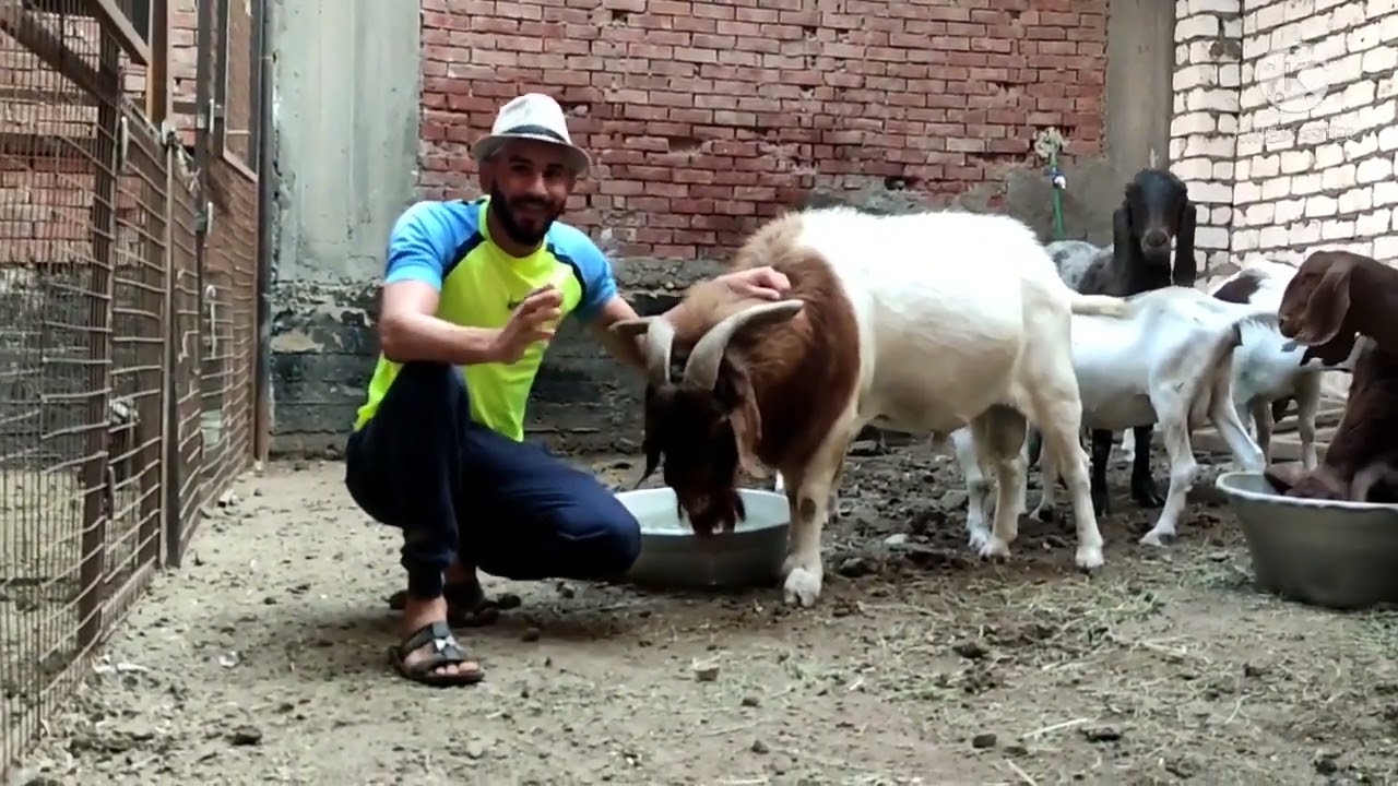 اسعار الماعز البور الاصلي واسعار الماعز الشامي والكبرسي