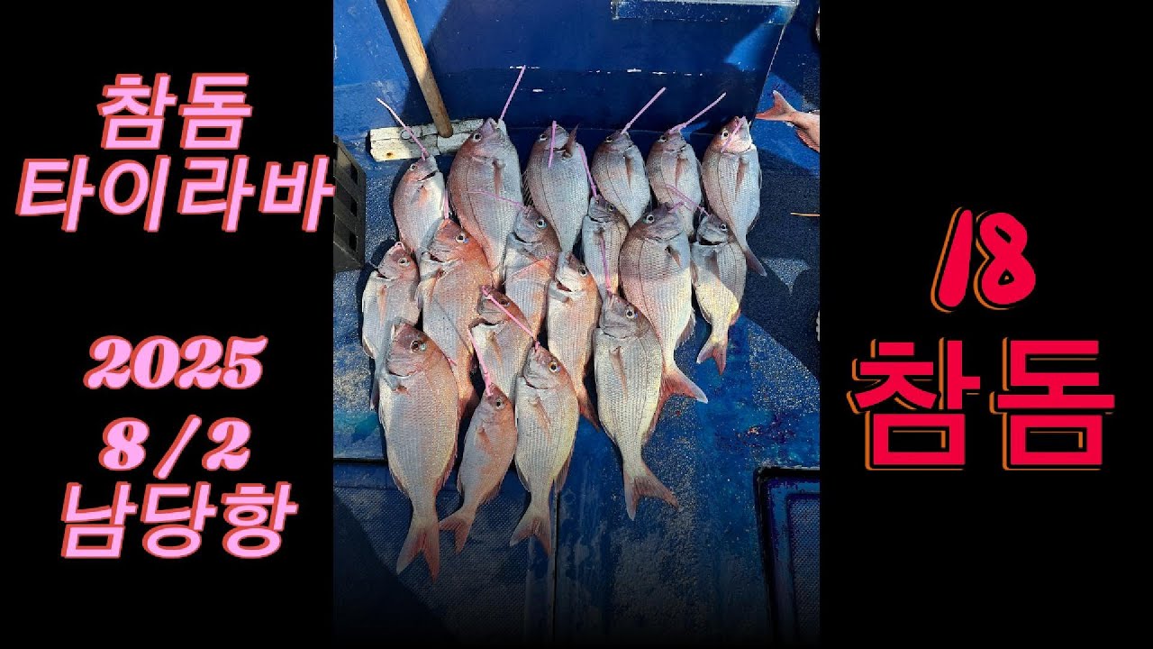 2025/8/2 남당항 참돔 타이라바 (18참돔_ 또 욕아님) 🐠18