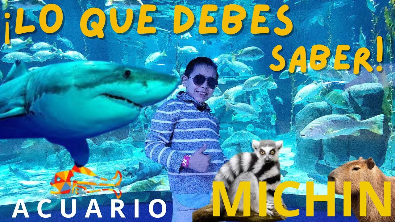 El ACUARIO MICHIN EN $99 PESOS??? Vale la pena?? una aventura INCREIBLE ...