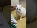 赤ちゃん猫の頃から飼い主を襲い続けていた結果