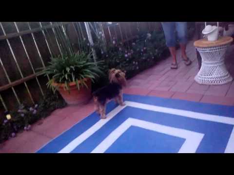 yorkie vs cat opie the cat and teeka the yorkie a cat vs play time part 2 funnycat tv yorkie vs cat opie the cat and teeka the yorkie a cat vs play time part 2 funnycat tv