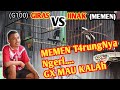 MeMen Gx Mau kALah - T4rung LawAn KacEr GiRas || fighter satu Lawan Satu