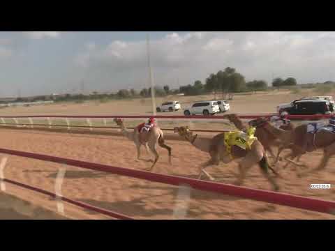 R19 17 1 2026H الشوط 19 هيلمان للسيد جمعه محمد عبدالله الكيبالي R19 17 1 2026H الشوط 19 هيلمان للسيد جمعه محمد عبدالله الكيبالي