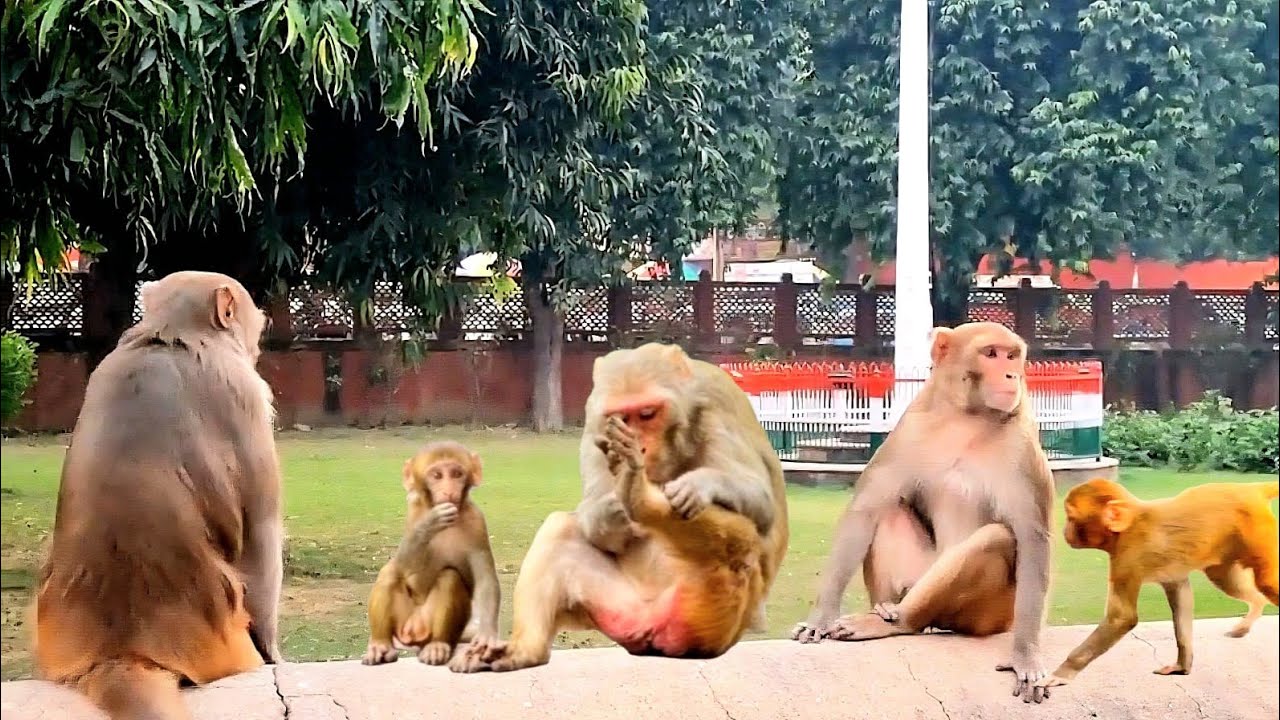 The Amusing Antics Of The Macaques On My Trip To India 