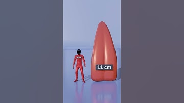 Which Animal Has the Longest Tongue Ever? | Tongue Size Comparison