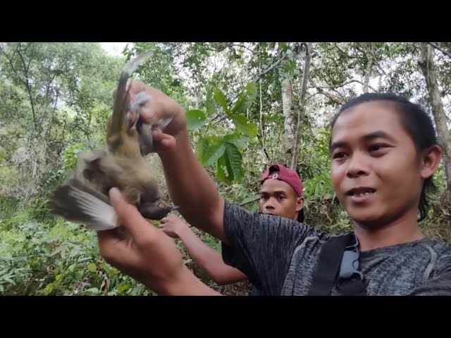 memikat burung saat cuaca mendung cuma bisa dapat burung merbah jumbo class=